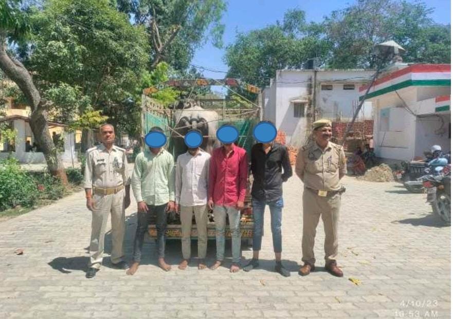 चोरी की भैंस के साथ चार चोर पुलिस के हत्थे चढ़े