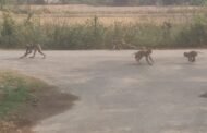 बंदरों का आतंक लोगों में भय का माहोल,ग्रामीण कह रहे त्राहिमाम