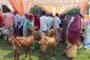 गन्ना सट्टा प्रदर्शन मेले का हुआ शुभारम्भ, 115 कृषको ने किया अवलोकन