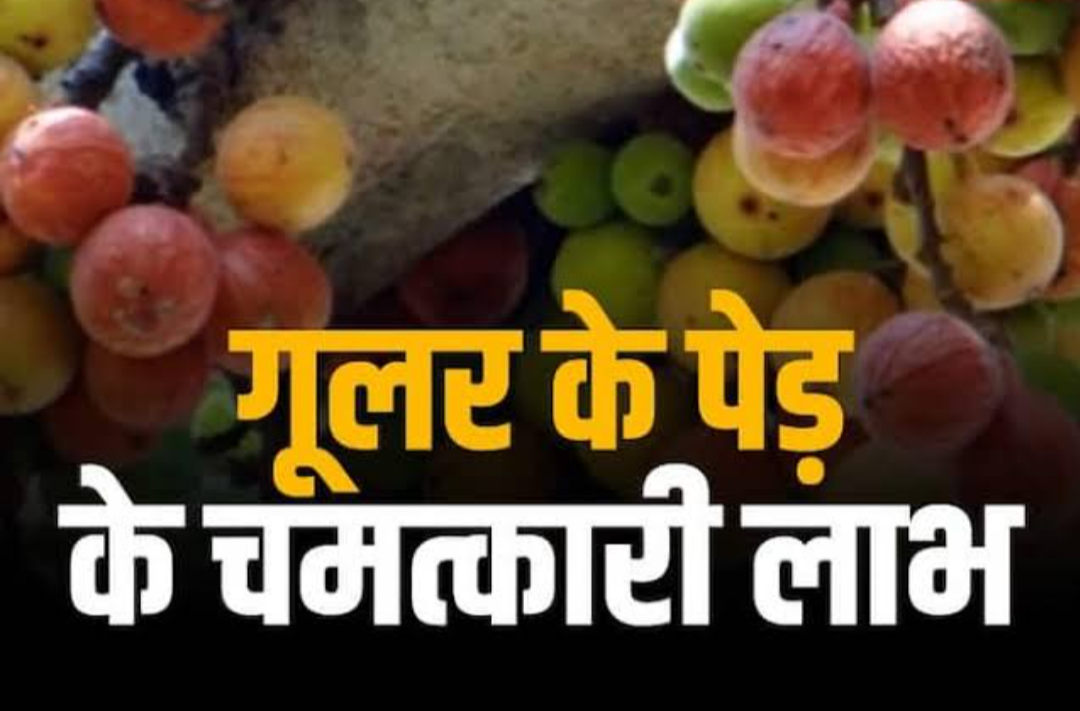 गूलर के औषधीय गुण