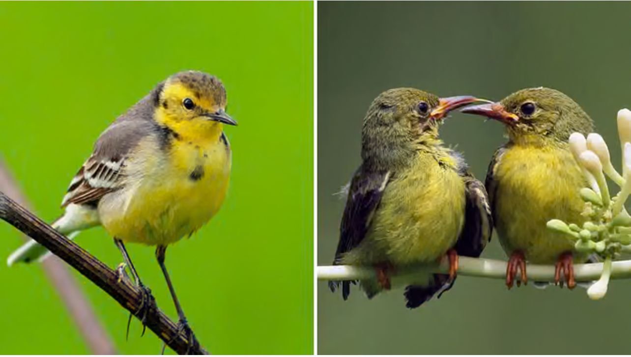 पक्षी पालने से पहले पढ़ लें ये खबर: हो सकती है सात साल की सजा