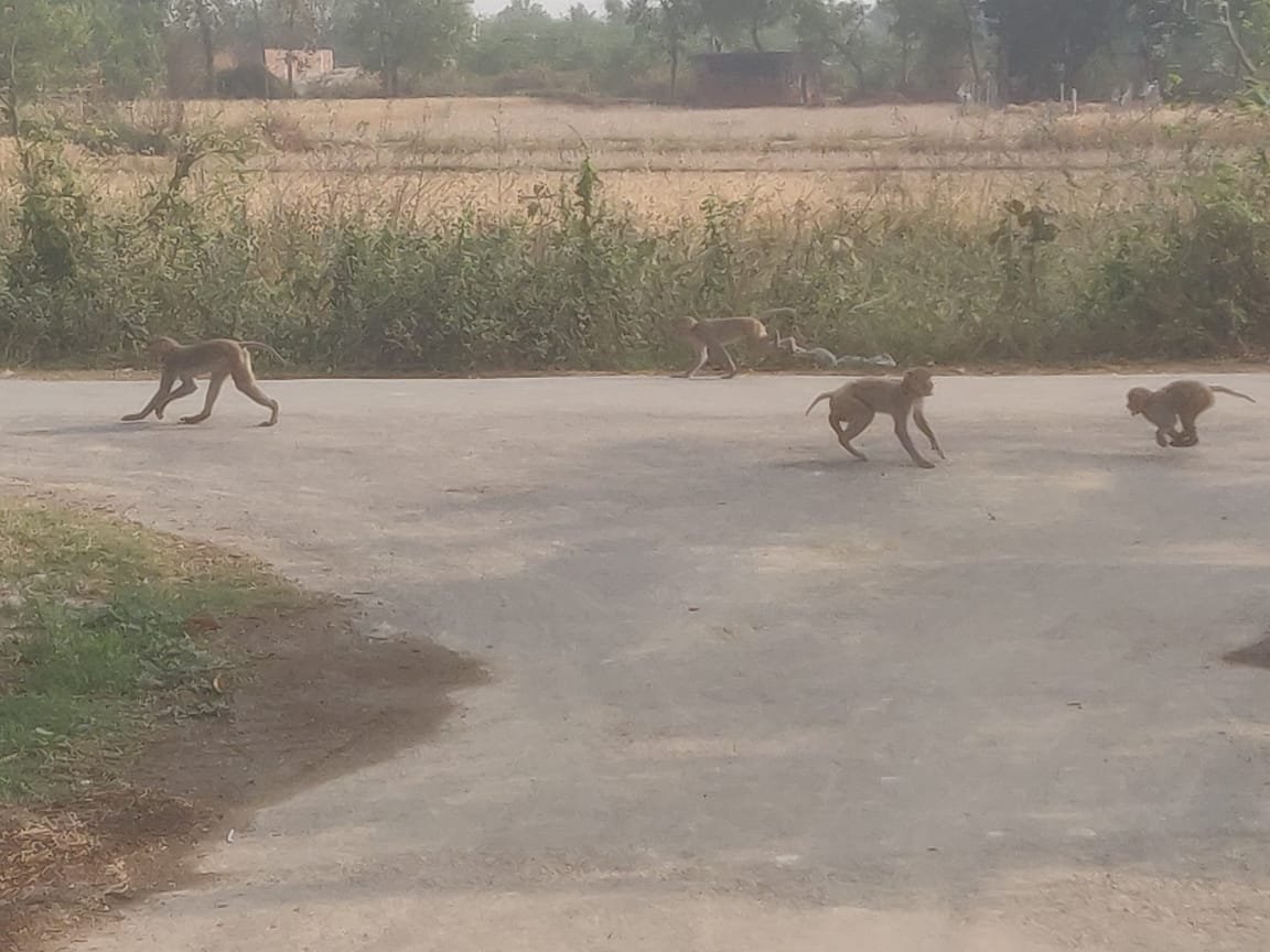 बंदरों का आतंक लोगों में भय का माहोल,ग्रामीण कह रहे त्राहिमाम