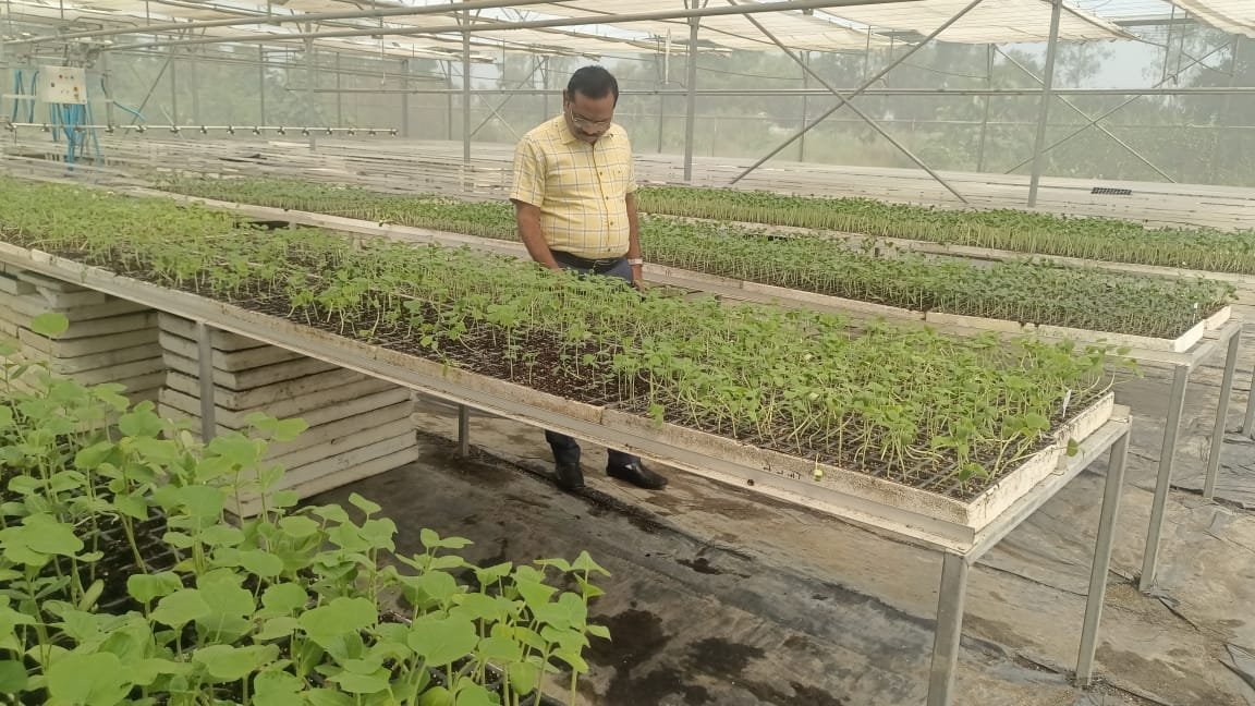 मिनी सेन्टर आफ एक्सीलेंस शिवबाबा में तैयार सब्जी बेहन