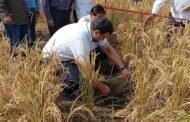 जिलाधिकारी ने किसान के खेत में पक कर तैयार धान को हसिया से काटा