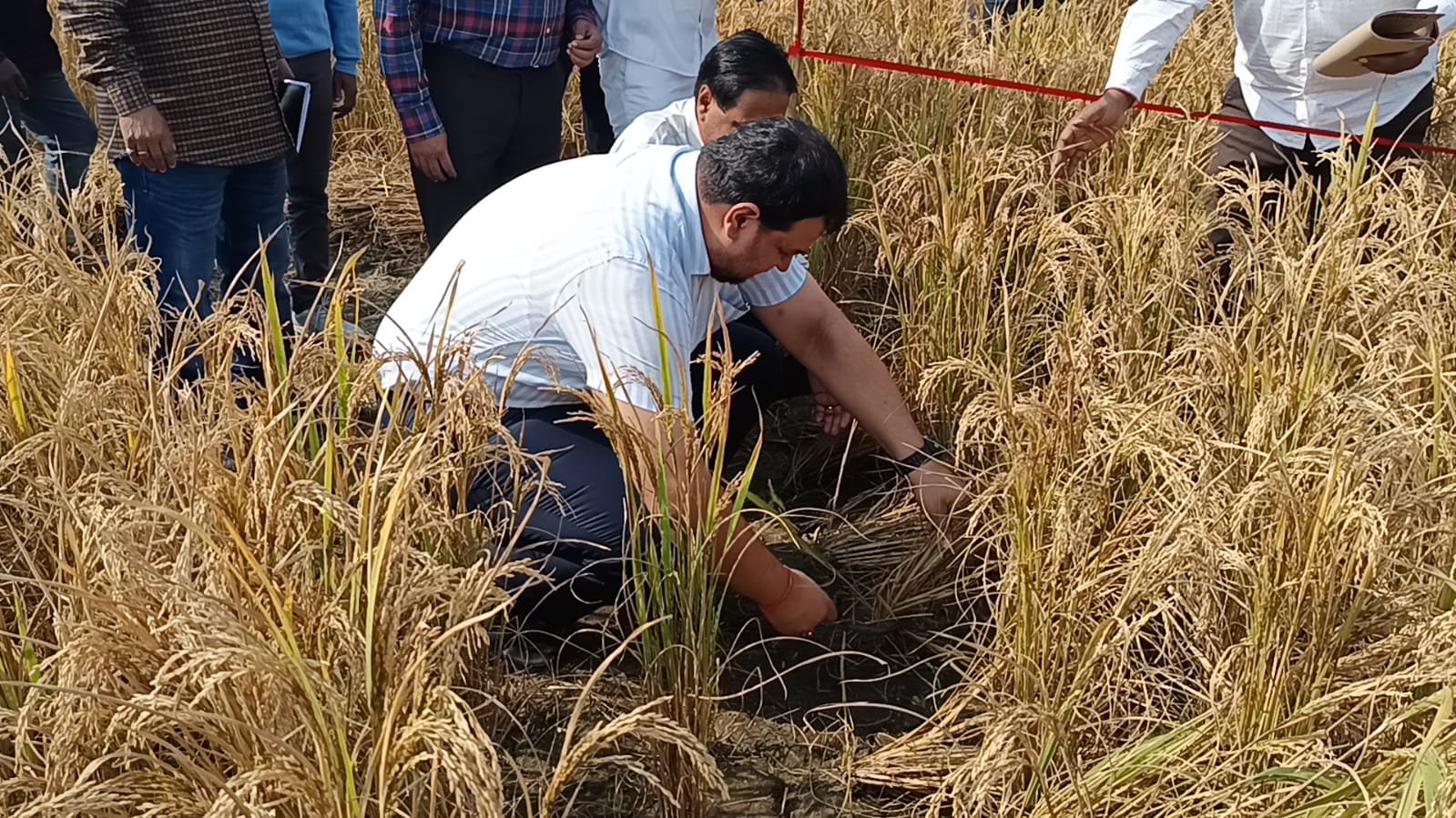 जिलाधिकारी ने किसान के खेत में पक कर तैयार धान को हसिया से काटा