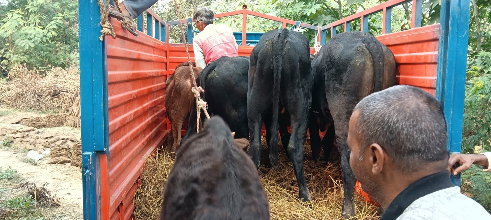 निराश्रित गौ वंशों को विभिन्न गौशालाओं में किया गया संरक्षित