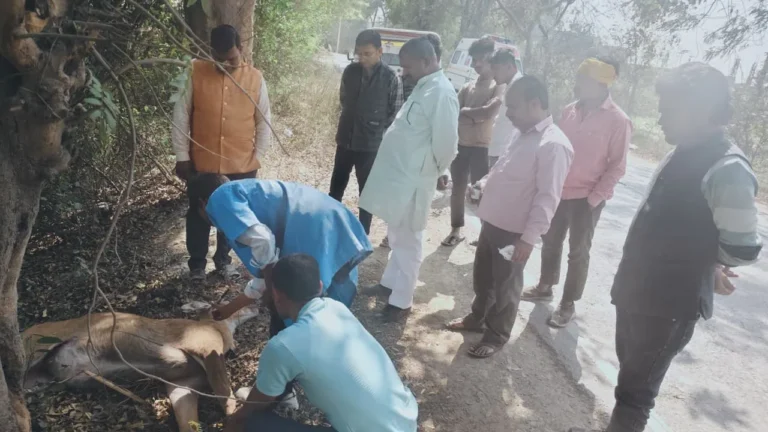 इंसानियत पहले, राजनीति बाद में: घायल नीलगाय के इलाज के लिए रुके बसपा नेता जयप्रकाश मौर्य