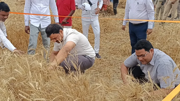 जिलाधिकारी ने क्राप कटिंग के जरिए परखा गेहूं का उत्पादन