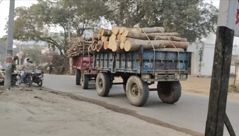 बंद पड़ा ईंट भट्ठा बना अवैध लकड़ी कारोबार का अड्डा, जिम्मेदारों पर उठे सवाल