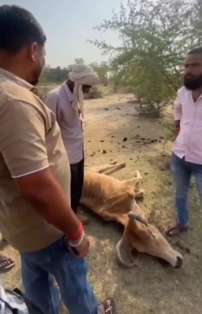 खड़हरा गौशाला की स्थिति पर उठे सवाल, जांच और कार्रवाई की मांग