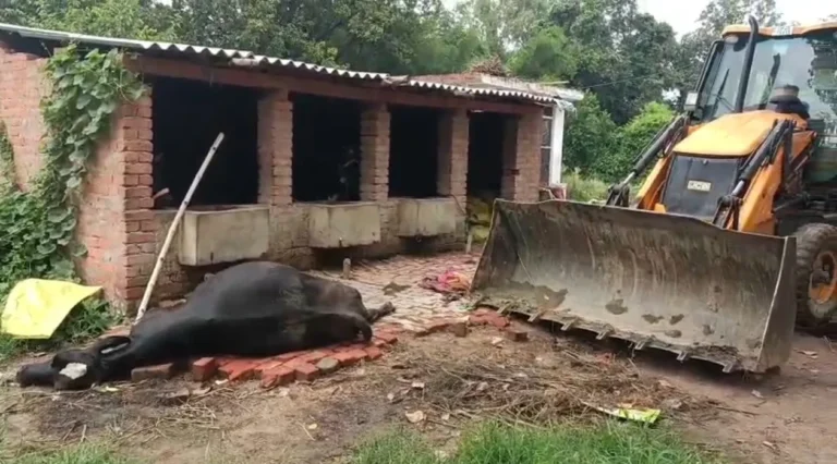 हादसा: 11 हजार वोल्ट की जर्जर लाइन टूटने से गाय की मौत, दो बच्चे बाल-बाल बचे