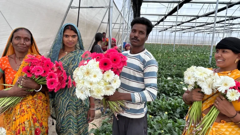 परंपरागत खेती से आधुनिक कृषि तक—पॉलीहाउस में जरबेरा की खेती ने खोली समृद्धि की नई राह