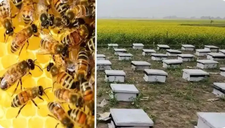 मधुमक्खी पालन से बढ़ेगी किसानों की आय, सुधरेगी आर्थिक स्थिति