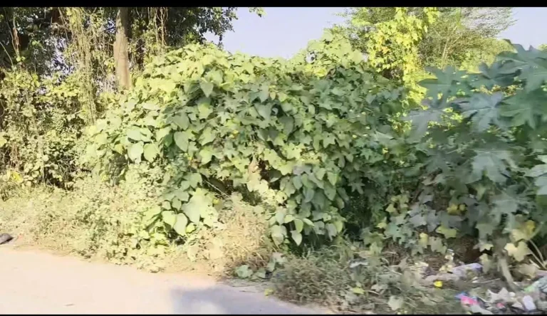 न्योरी–रामनगर मार्ग पर झाड़ियों का बढ़ता जाल, राहगीरों की सुरक्षा पर मंडराया खतरा